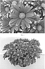 Chrysanthemum%20x%20morifolium%20%27CIDZ0099%27