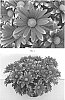 Chrysanthemum%20x%20morifolium%20%27CIDZ0099%27