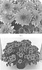 Chrysanthemum%20x%20morifolium%20%27CIFZ0073%27