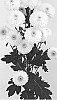 Chrysanthemum%20x%20morifolium%20%27DLFSCO1%27