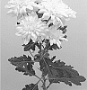 Chrysanthemum%20X%20morifolium%20%27DLFBRI1%27