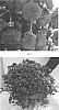 Chrysanthemum%20x%20morifolium%20%27CIFZ0069%27