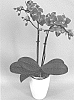 Phalaenopsis%20hybrid%20%27PHALFITYJA%27