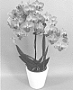 Phalaenopsis%20hybrid%20%27PHALFROFE%27