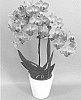 Phalaenopsis%20hybrid%20%27PHALFROFE%27