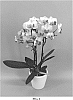Phalaenopsis%20hybrid%20%27PHALFOFEEP%27