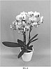 Phalaenopsis%20hybrid%20%27PHALFOFEEP%27