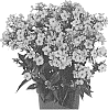 Phlox%20paniculata%20%27Dophloxearpica%27