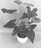 Anthurium%20andraeanum%20L.%20%27ANTHATEIP%27