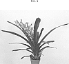 Aechmea%20smithiorum%20var.%20longistipitata%20x%20Portea%20alatisepela%20%27DURALIL%27