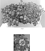 Bidens%20ferulifolia%20%27Baleehedi%27
