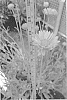 Gaillardia%20x%20grandiflora%20%27HARAPHON%27