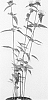 Monarda%20L.%20%27Juliette%27