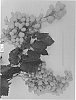 Vitis%20spp.%20%27SV22-88e-124%27
