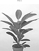Ficus%20benghalensis%20%27ESPE1901%27