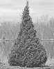 Juniperus%20chinensis%20%27RIKAG%27