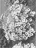 Hydrangea%20macrophylla%20%27ILVOCLOU%27