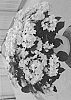 Hydrangea%20macrophylla%20%27H218921%27