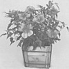 Hibiscus%20hybrid%20%28L.%29%20%2715173%20GR%27