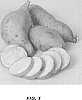 Ipomoea%20batatas%20%28L.%29%20Lam.%20%27LA15-527%27