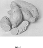 Ipomoea%20batatas%20%28L.%29%20Lam.%20%27LA17-54%27