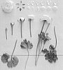 Ranunculus%20asiaticus%20%27ABMENEO%27