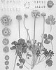 Ranunculus%20asiaticus%20%27ABSALECAMI%27