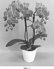 Phalaenopsis%20hybrid%20%27PHALFRYBIJ%27