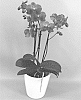 Phalaenopsis%20hybrid%20%27PHALVILMYK%27