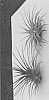 Tillandsia%20hybrida%20%27RAINFOREST%20RED%27