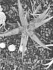 Aloe%20hybrida%20%27SWORDFISH%27