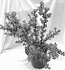 Portulacaria%20afra%20%27LILLIPUT%27
