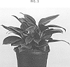 Philodendron%20sp.%20%27FLOPHI1901%27