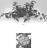 Lantana%20camara%20%27Balandusbi%27