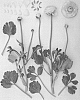 Ranunculus%20asiaticus%20%27ABTHUNOR%27