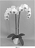 Phalaenopsis%20hybrid%20%27PHALEKDEK%27