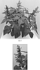 Salvia%20hybrid%20%27Purple%20and%20Bloom%27