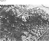 Rubus%20idaeus%20L.%20%27Titania%27