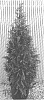 Thuja%20plicata%20%27RLH-CS%27