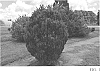 Ilex%20crenata%20%27MAD-IC1%27