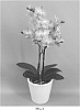 Phalaenopsis%20hybrid%20%27PHALFEPXO%27