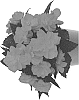 Begonia%20boliviensis%20%27Dobegicpororan%27