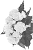 Begonia%20boliviensis%20%27Dobegicpocit%27