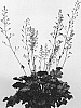 Heuchera%20hybrida%20%27IFHEMUL%27