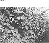 Rubus%20idaeus%20L.%20%27Atena%27