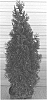 Thuja%20standishii%20x%20Thuja%20plicata%20%27RLH-GG%27