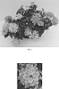 Lantana%20camara%20%27Balucpea20%27