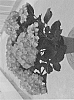 Hydrangea%20macrophylla%20%27H218922%27