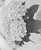 Hydrangea%20macrophylla%20%27H218911%27