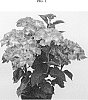 Hydrangea%20macrophylla%20%27Hortmaspoli%27